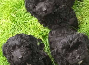 Cockalier-a-poo puppies for sale