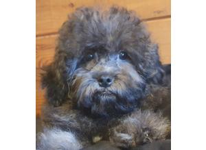 Beautiful Toy Cavapoo Puppies - Ready to Go!