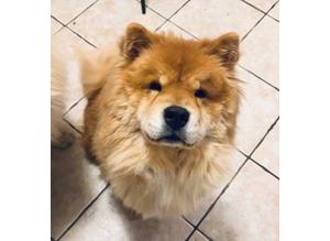 2 year old female chow