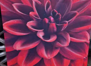 Large Red Flower Canvas Wall Art Print