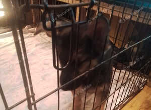 German Shepherd puppy