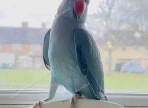 Stunning baby blue Indian ringnick parrot