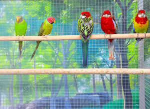 Rosella