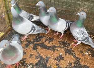 Pigeons for sale