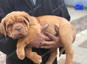 Puppys