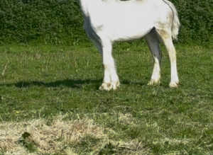 Login dusty 2 year old section a filly