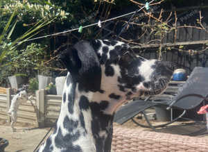 Dalmatian puppy