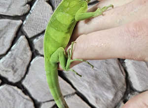 Fiji Island Iguana at Birmingham Reptiles (Brachylophus Fasciatus)