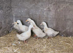 8 CHERRY VALLEY FEMALE DUCKS