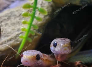 Corn Snakes