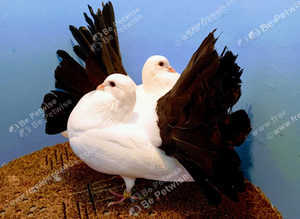 RARE BLACK TAIL FANTAIL PIGEONS