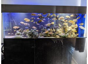 6ft Aquarium full set up on  a steel base with 4ft sump and new sump pump.