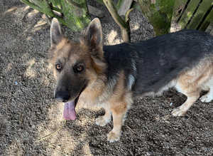 Kcreg blue and tan German shepherd