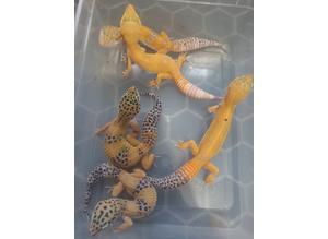 Young Female leopard gecko's