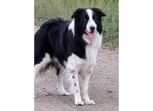 Border collie for stud (proven)