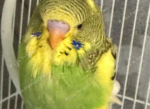 Handreared baby budgies
