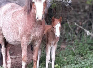 Section A broodmare