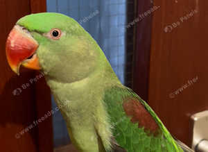 Stunning young alexandrine parrot