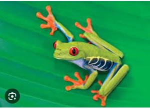Adult red eyed tree frog