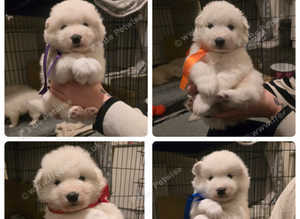 Pure Pedigree Samoyed Puppies