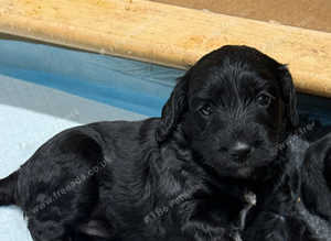 Beautiful litter F2 cockapoos
