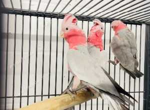 Stunning young galla parrot for sale