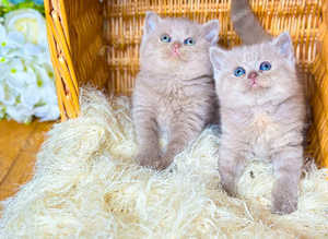 11 British shorthair Tica reg pedigree