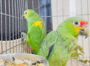 Stunning baby blue fronted and red crown Amazon