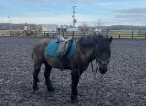 New Forest 13.2 Gelding