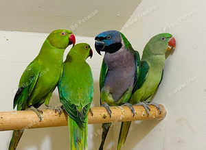 Very beautiful parrots for sale
