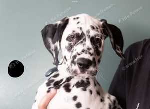 Dalmatian Puppies Ready for Fur-ever Homes