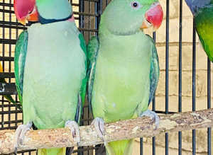 Beautiful alexandrine parrot