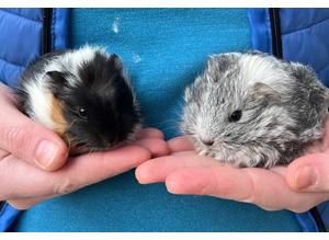Pair of Young Male Guinea Pigs