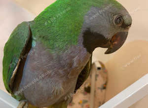 Beautiful young derbayn parrot
