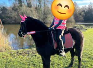 New Forest x type