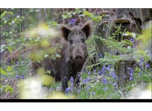 Wild Boar   / Ferral pigs