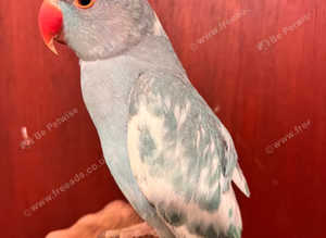 Rare pied blue hand tamed baby Indian ringnick