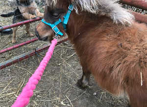 Miniature horse