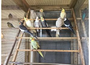Selection of beautiful Cockatiels for sale