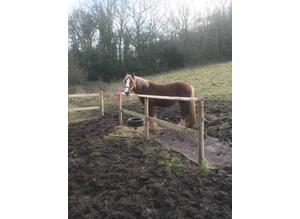 13 2hh cob mare for loan