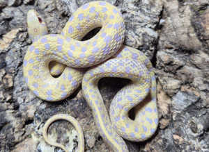 Albino Chequered Garter Snake at Birmingham Reptiles