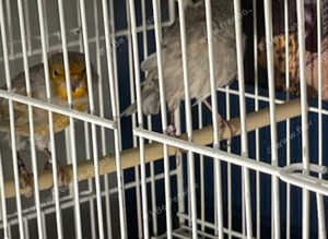 pair of grey winged mosaic