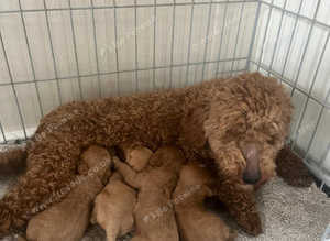 Red Cavapoo puppies