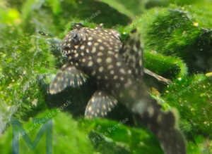 Standard Brown Bristlenose