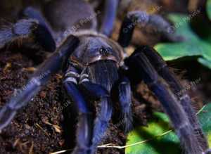 Vietnam blue babies