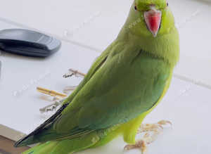 Stunning young Indian ringnick parrot