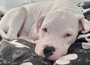 Adorable White Staffordshire x Cane Corso Puppy for Sale