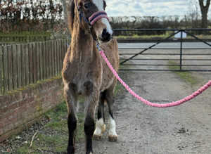 Registered welsh sec d colt