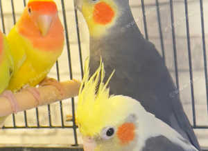 Stunning young cockatiels for sale