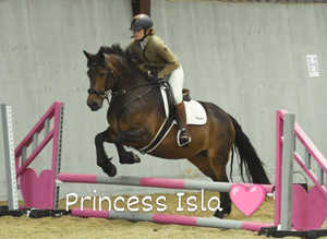 Beautiful Connemara mare